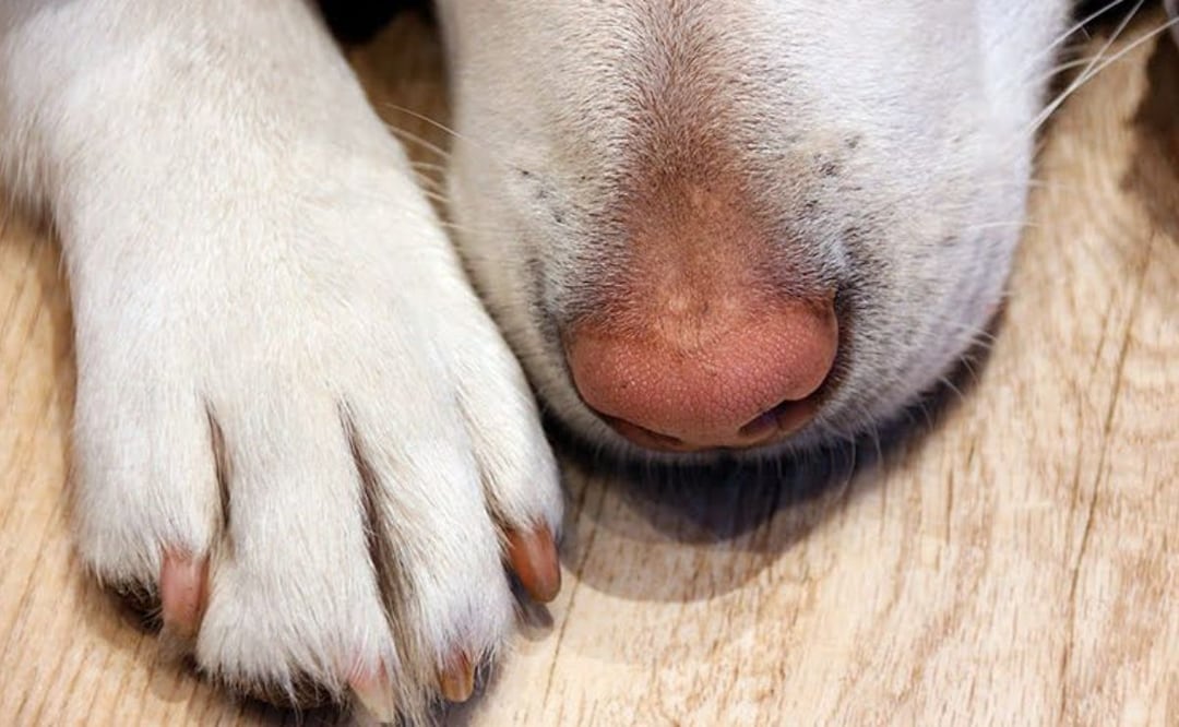 Un caso de zoofilia indignó a los internautas, pues se dio a conocer que un niño de 12 años violó a una perrita en Atlixco | Foto: Soy un Perro