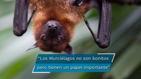 Puebla. Murciélagos, acusados de causar el Covid-19. ¡Conócelos!