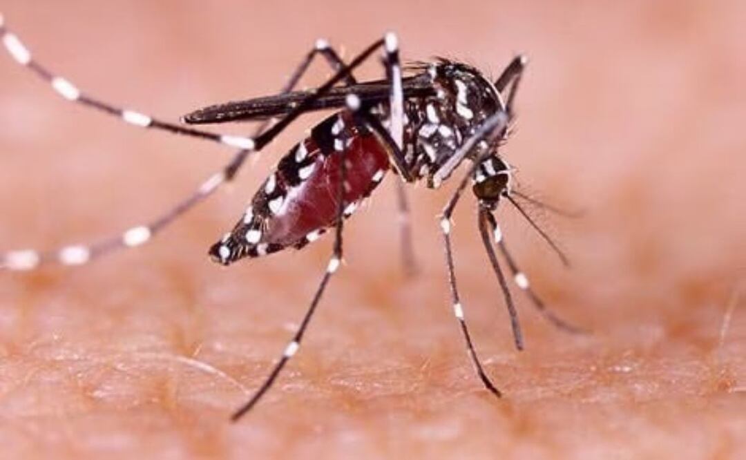 En el estado de Puebla se reportó un acumulado de 939 casos de dengue | Foto: Archivo El Universal