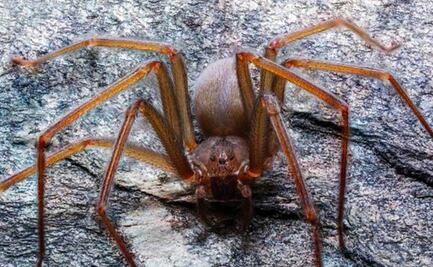 Video: Médico poblano encuentra una araña en el oído de un paciente