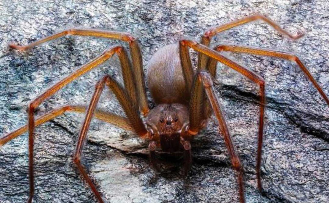 Foto: Archivo El Universal