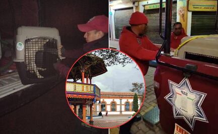 Retiran perros callejeros en Chignahuapan por "mala imagen", se desconoce su paradero