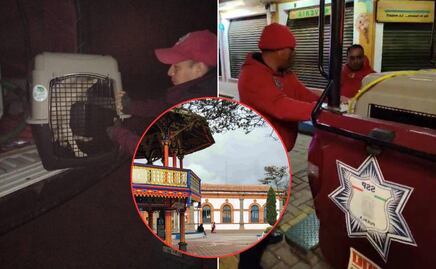 Retiran perros callejeros en Chignahuapan por "mala imagen", se desconoce su paradero