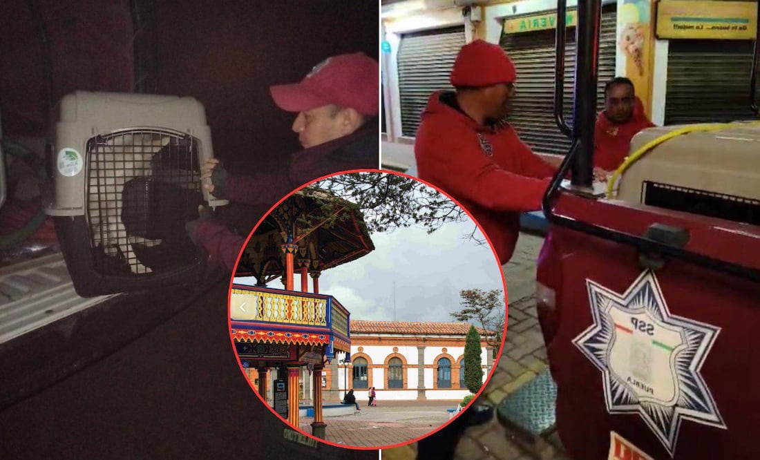 Pobladores y animalistas exigen conocer dónde están los perritos callejeros de Chignahuapan | Foto: RRSS