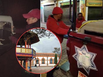 Retiran perros callejeros en Chignahuapan por "mala imagen", se desconoce su paradero