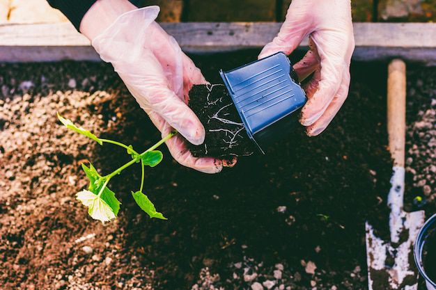 Cuida tus plantas con estos fertilizantes caseros. Fuente: Freepik.