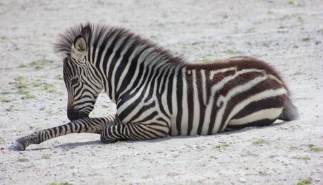 Africam Safari. Costos y horarios 2021