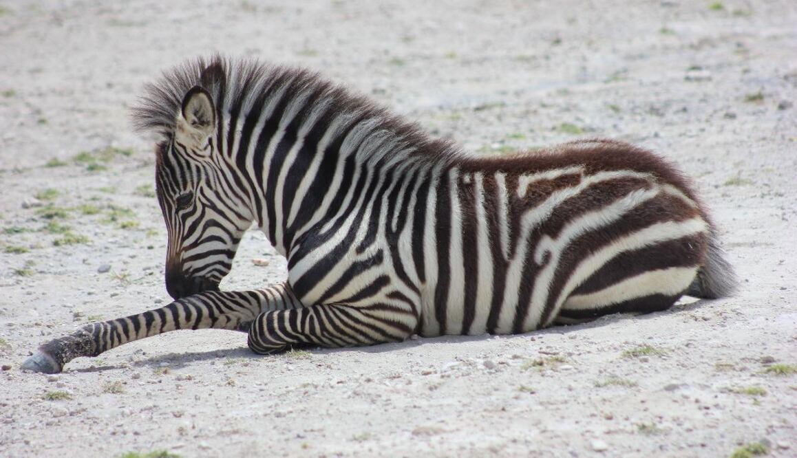Africam Safari / Foto: https://www.facebook.com/africamsafari
