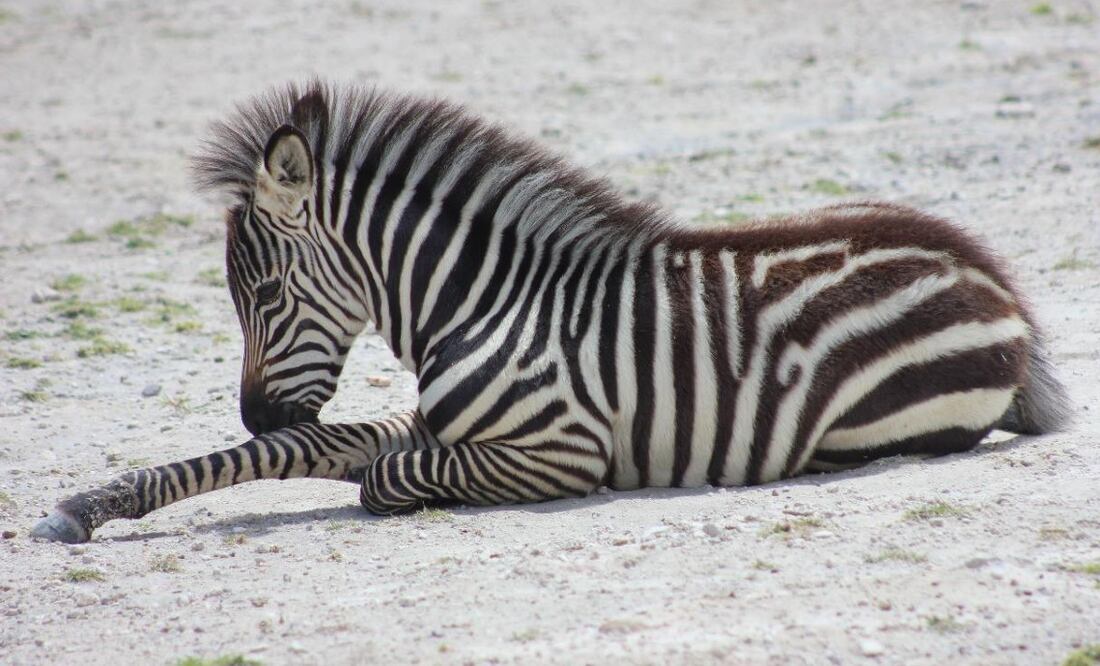Africam Safari / Foto: https://www.facebook.com/africamsafari