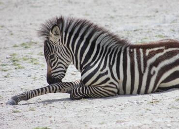 Africam Safari. Costos y horarios 2021