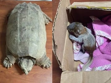 Detienen a tres traficantes de animales silvestres en Puebla en lo que va de la semana