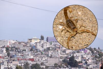 Cuidado: en estas colonias de Puebla hay plaga de alacranes