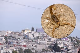 Cuidado: en estas colonias de Puebla hay plaga de alacranes
