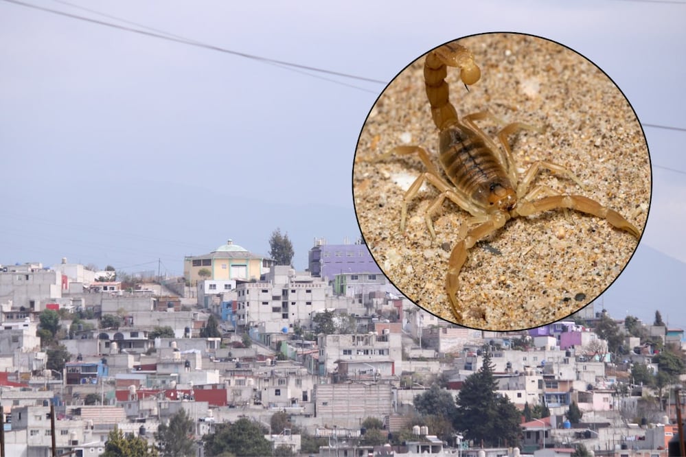 Vecinos de distintas colonias de Puebla han reportado la presencia de alacranes | Foto: EsImagen / Pexels