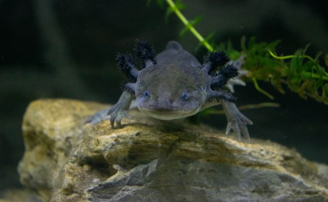 En el estado de Puebla viven ajolotes únicos, por ello existen varios lugares para el cuidado de estos especímenes como el MUMAX | Foto: Facebook Casa del Axolote