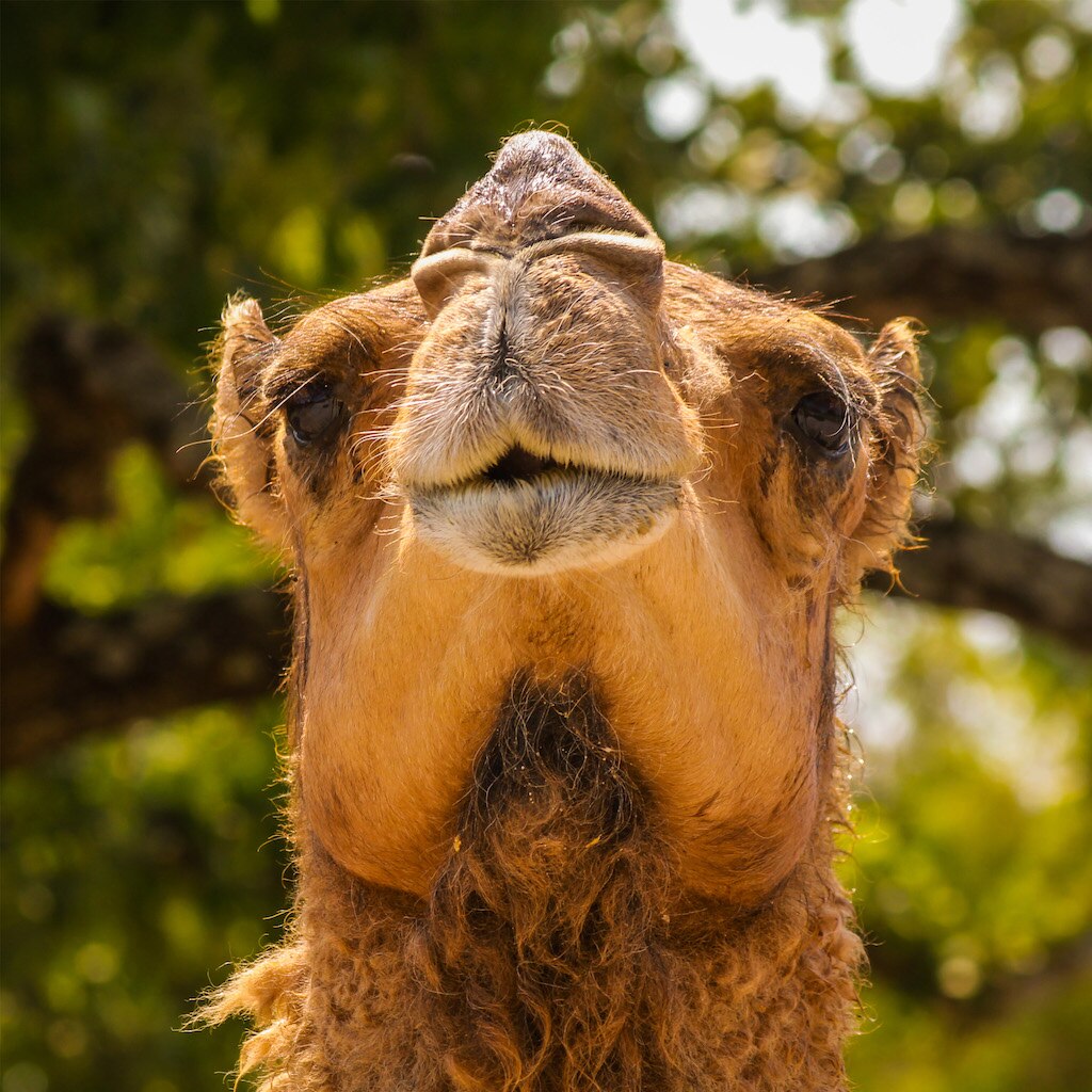 Foto: Facebook Africam Safari