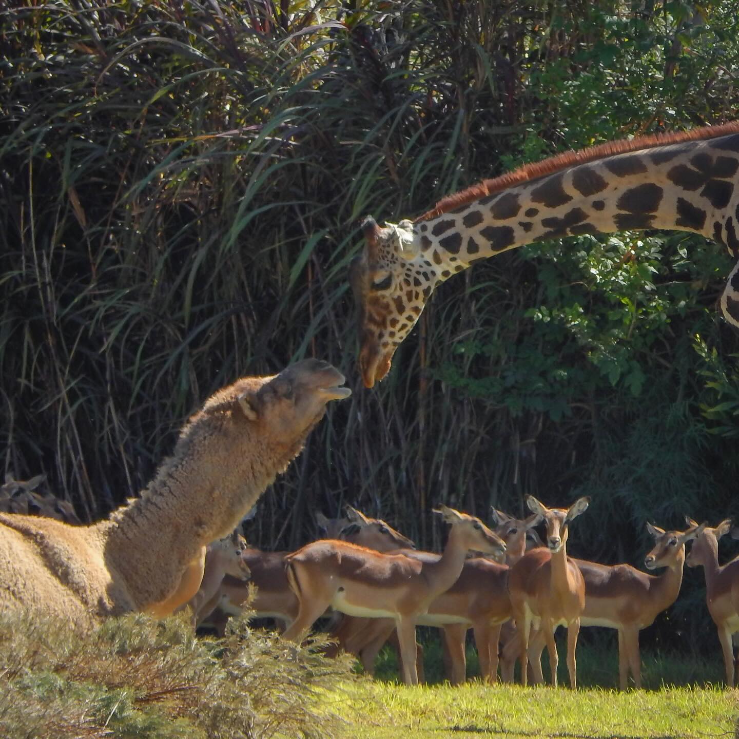 Foto: Facebook Africam Safari