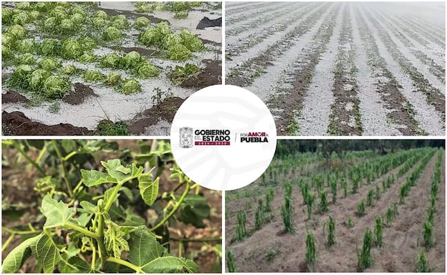 Evalúan daños en 5 municipios de Puebla tras granizada 
