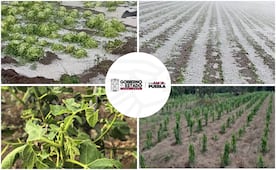 Evalúan daños en 5 municipios de Puebla tras granizada