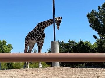 Confirman traslado de la jirafa Benito a Puebla tras resolución de amparo