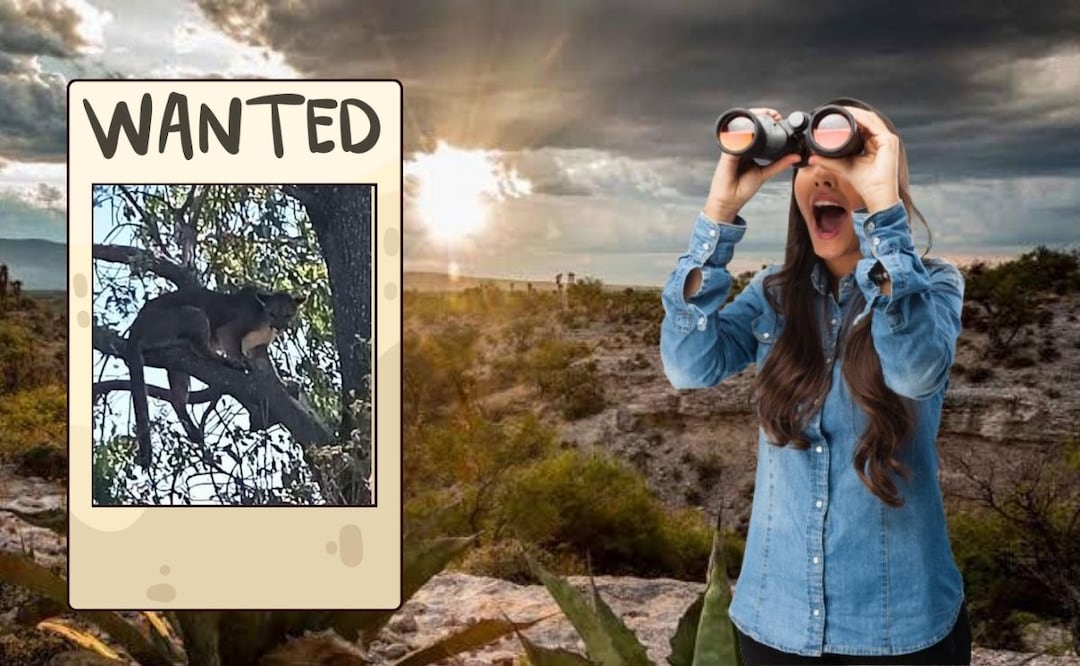 El puma "Jorge" es buscado por Bienestar Animal y Protección Civil | Foto: Especial