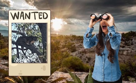 Intensifican búsqueda del puma “Jorge” en Tehuacán