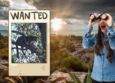 Intensifican búsqueda del puma “Jorge” en Tehuacán