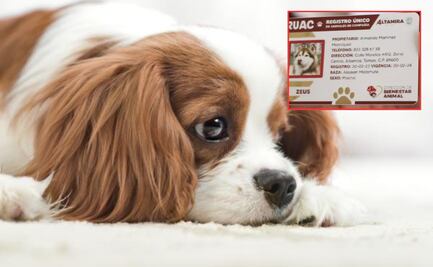 Qué pasa si no registras a tus mascotas en Puebla