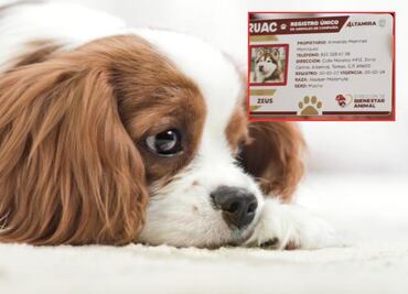 Qué pasa si no registras a tus mascotas en Puebla