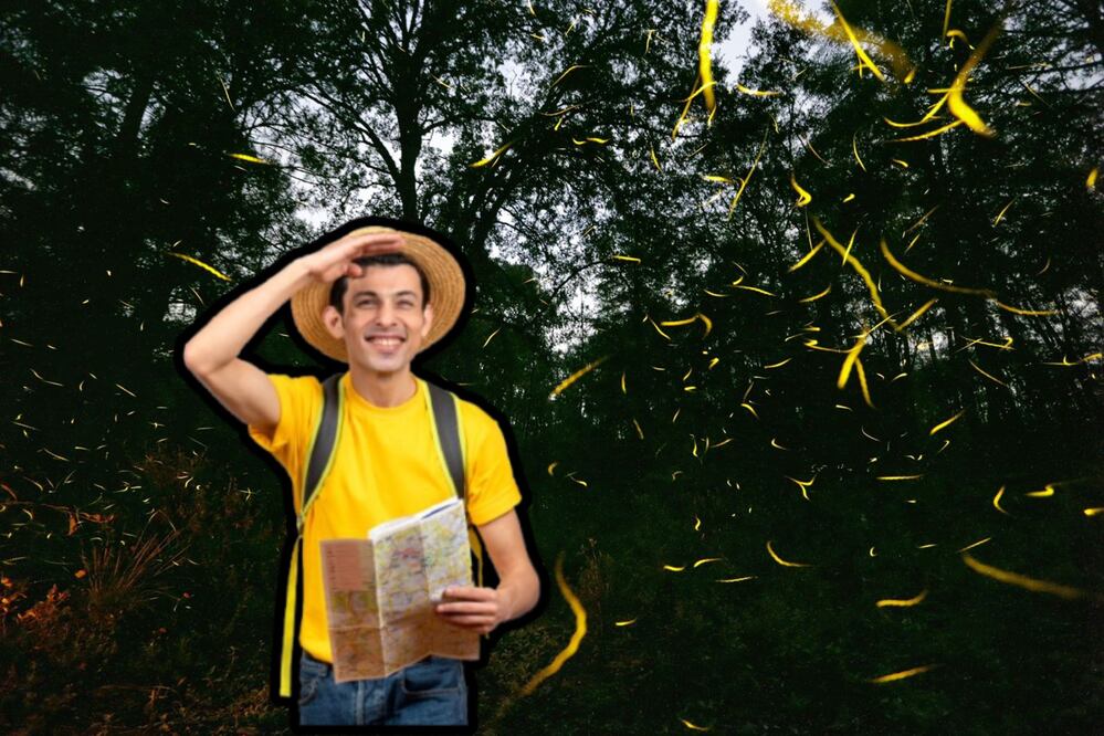 El avistamiento de luciérnagas es un espectáculo único | Foto: EsImagen / Freepik