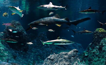 Todo lo que debes de saber para tu visita al Acuario Michin Puebla