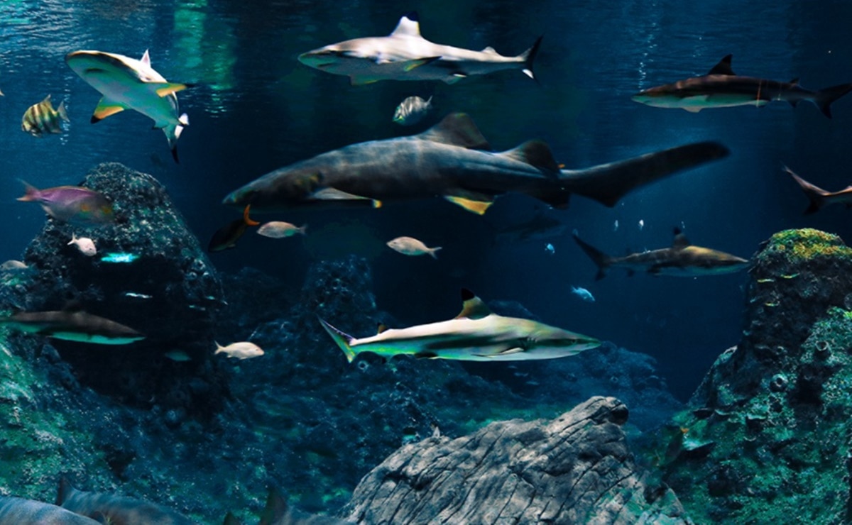 Foto: FB Acuario Michin Puebla