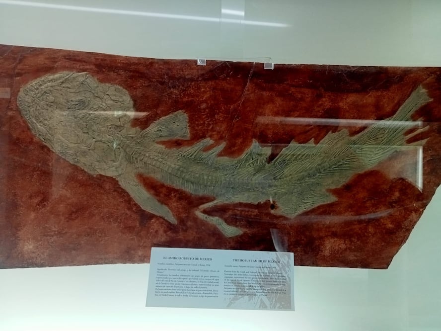 La zona paleontológica Pie de Vaca se ubica en Tepexi de Rodríguez | Carmelo Fernández en Facebook