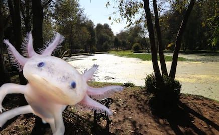 Celebra el Día Nacional del Ajolote en este santuario de Puebla