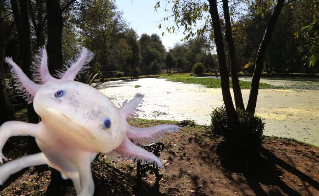 Puebla tiene un santuario dedicado al ajolote | Foto: EsImagen / National Geographic / Canva