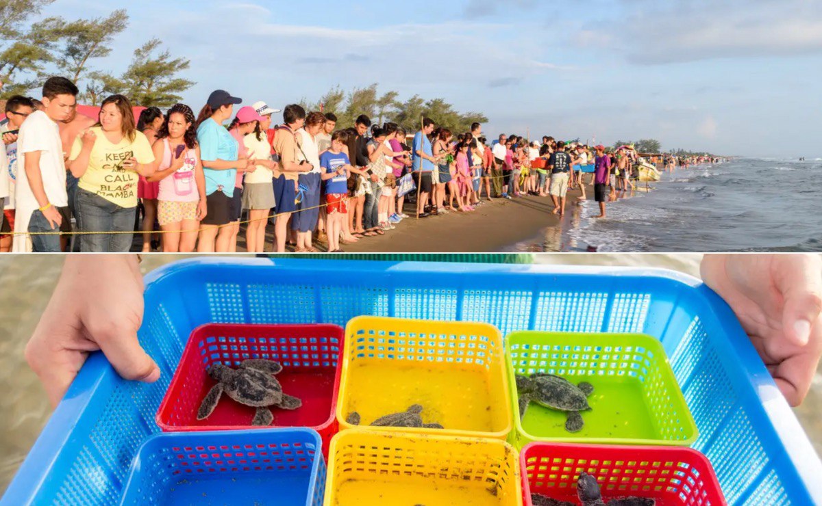 Liberar tortugas es una experiencia inolvidable, vívela cerca de Puebla | Foto: Vida Milenaria
