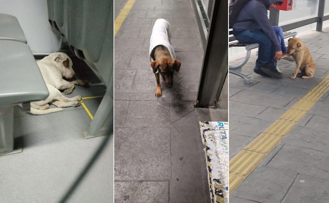 Estos perritos viajeros son la sensación en la RUTA | Foto: Redes sociales
