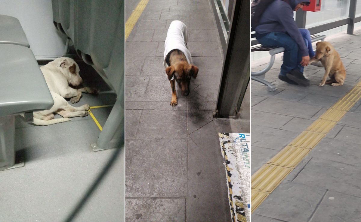 Estos perritos viajeros son la sensación en la RUTA | Foto: Redes sociales