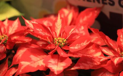 ¿Cómo llegar al Festival de la Nochebuena 2024 en Puebla?