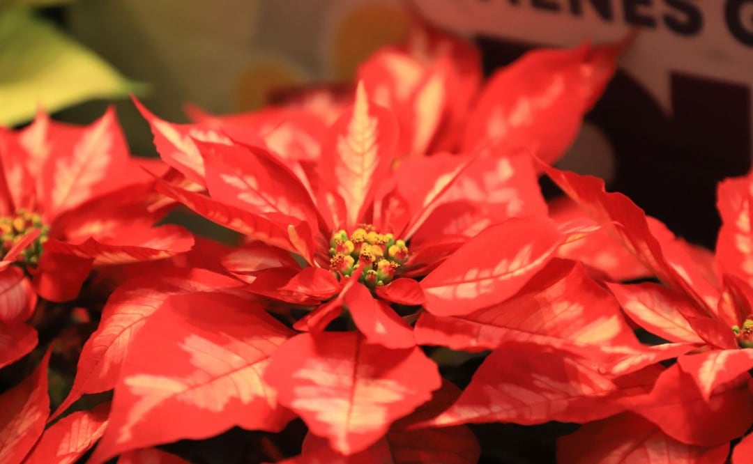 El Festival de la Nochebuena 2024 es un evento perfecto para adquirir estas icónicas flores | Foto: Gobierno de México