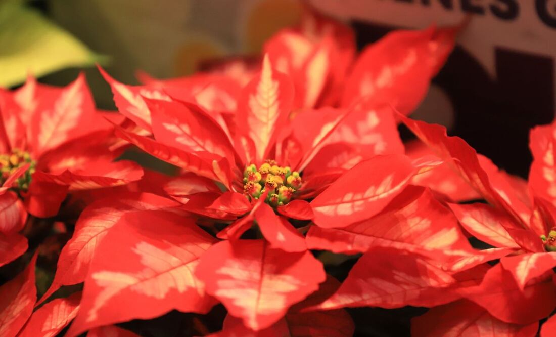 El Festival de la Nochebuena 2024 es un evento perfecto para adquirir estas icónicas flores | Foto: Gobierno de México
