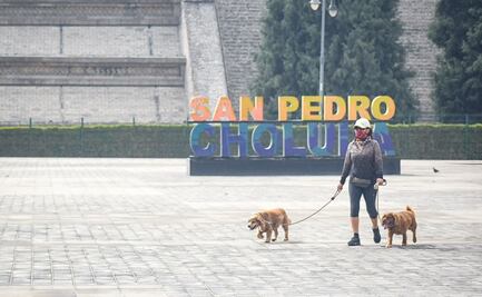 Protege a lomitos y michis de la ceniza volcánica con estos cuidados básicos