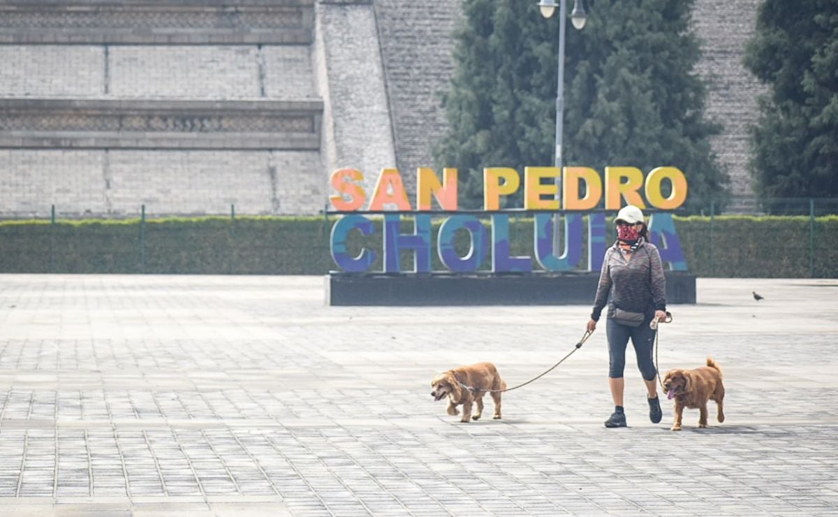 Protege a lomitos y michis de la ceniza volcánica con estos cuidados básicos