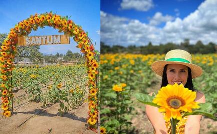 Visita el santuario de los girasoles a tan solo una hora de Puebla
