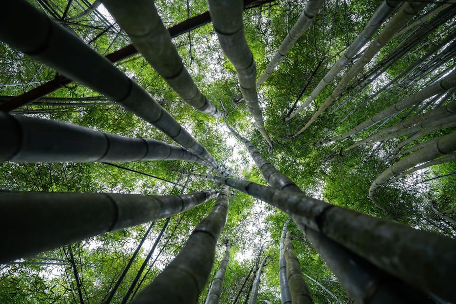 Bambusal | Foto: visitmexico.com