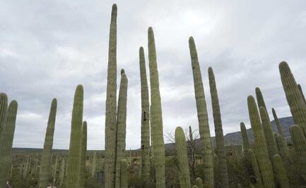 Van siete saqueos en la Reserva de la Biósfera Tehuacán-Cuicatlán