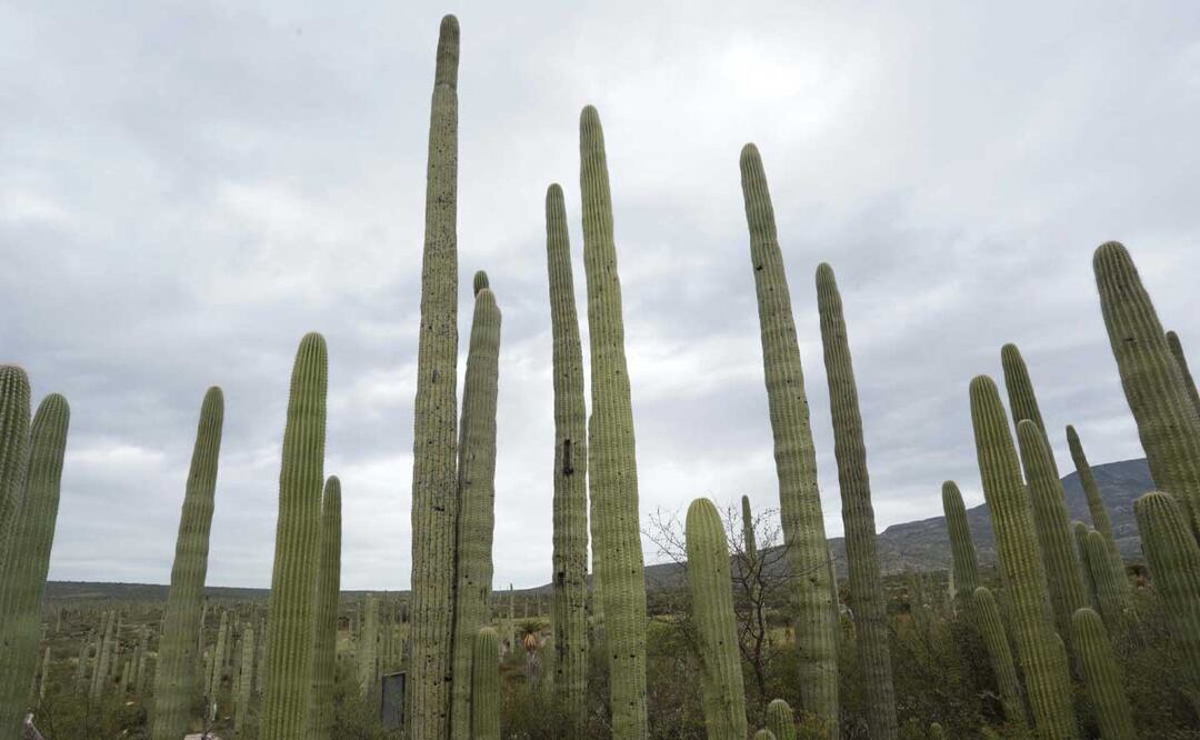 Foto: Agencia Es Imagen para El Universal Puebla