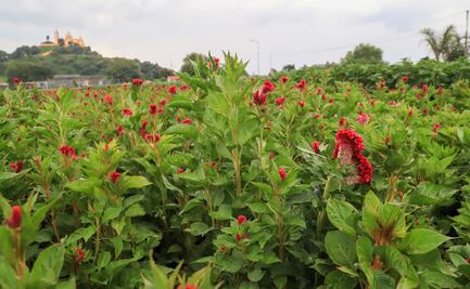 FLOR DE TERCIOPELO