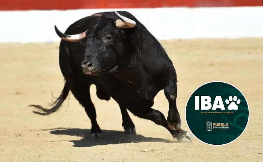 Cancela Bienestar Animal corrida de toros en Tlachichuca