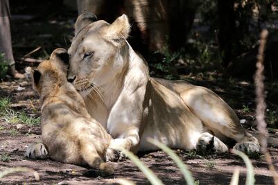 ¡Bienvenidos! Nacen tres leones en Africam Safari